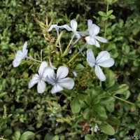 Plumbago auriculata Lam.